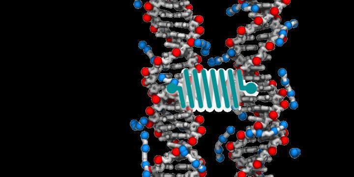 geneticswitchmaybekeytoincreasedlifespan